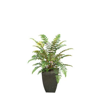 Leather Fern in Cardinal Planter 3' - 312411