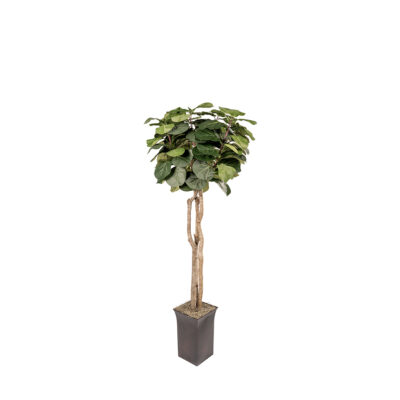 Fiddle Leaf Fig Tree in Metal Planter 6.5' - 314920