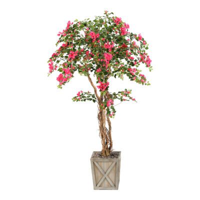 Medium Bougainvillea Tree