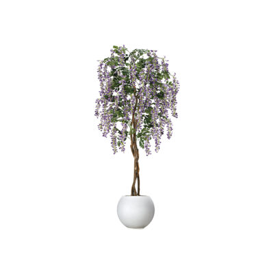 Wisteria Tree in Grange Planter 7' - 316913 - White Porter Planter