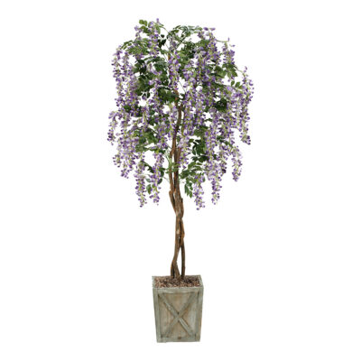 Medium Wisteria Tree