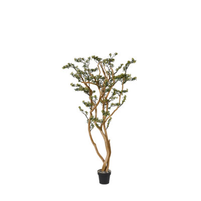Green Budding Sedum Tree in Nursery Pot 6.5' - 318406-NP