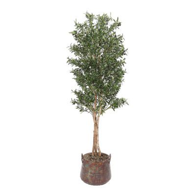 Medium Olive Tree