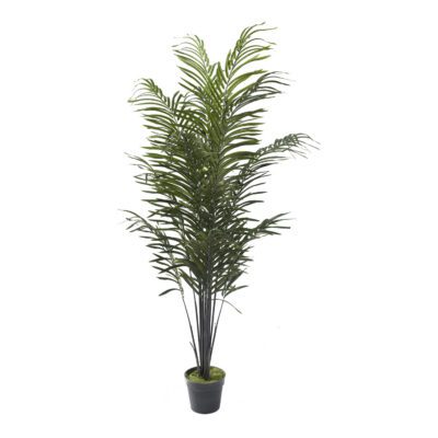 Dwarf Areca Palm in Nursery Pot 5.8' - 321285-NP