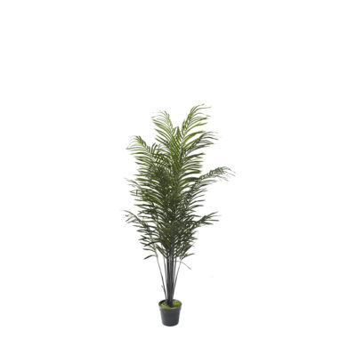 Dwarf Areca Palm in Nursery Pot 5.8' - 321285