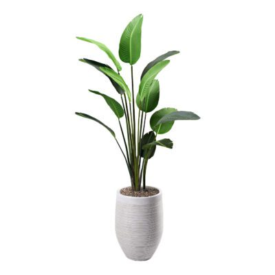 Traveler Palm in Kai Planter 7' - 321815