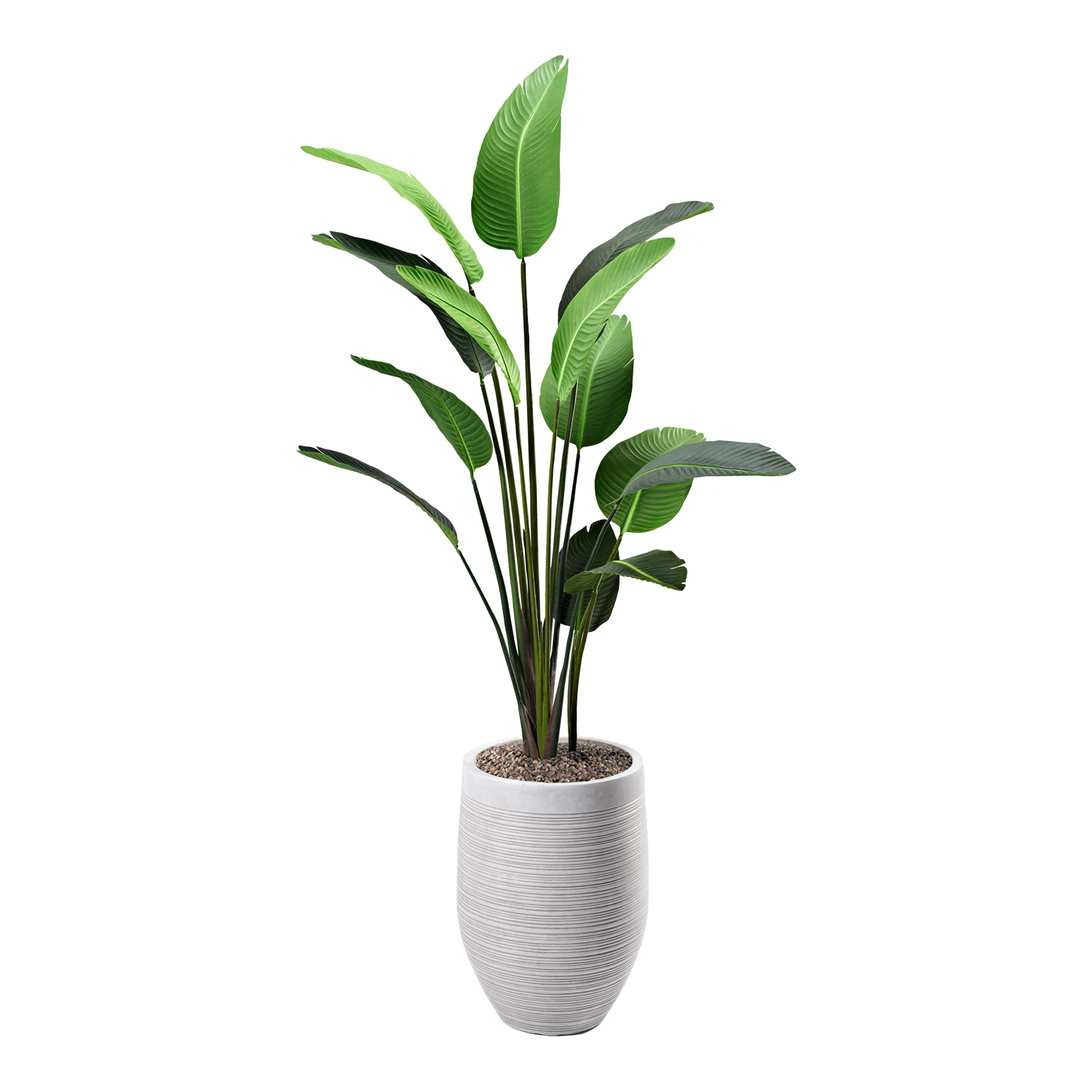 Traveler Palm in Kai Planter 7' - 321815