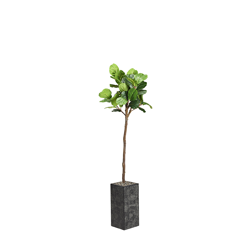 Fiddle Leaf Fig Tree in Everette Planter 6.5' - 321872