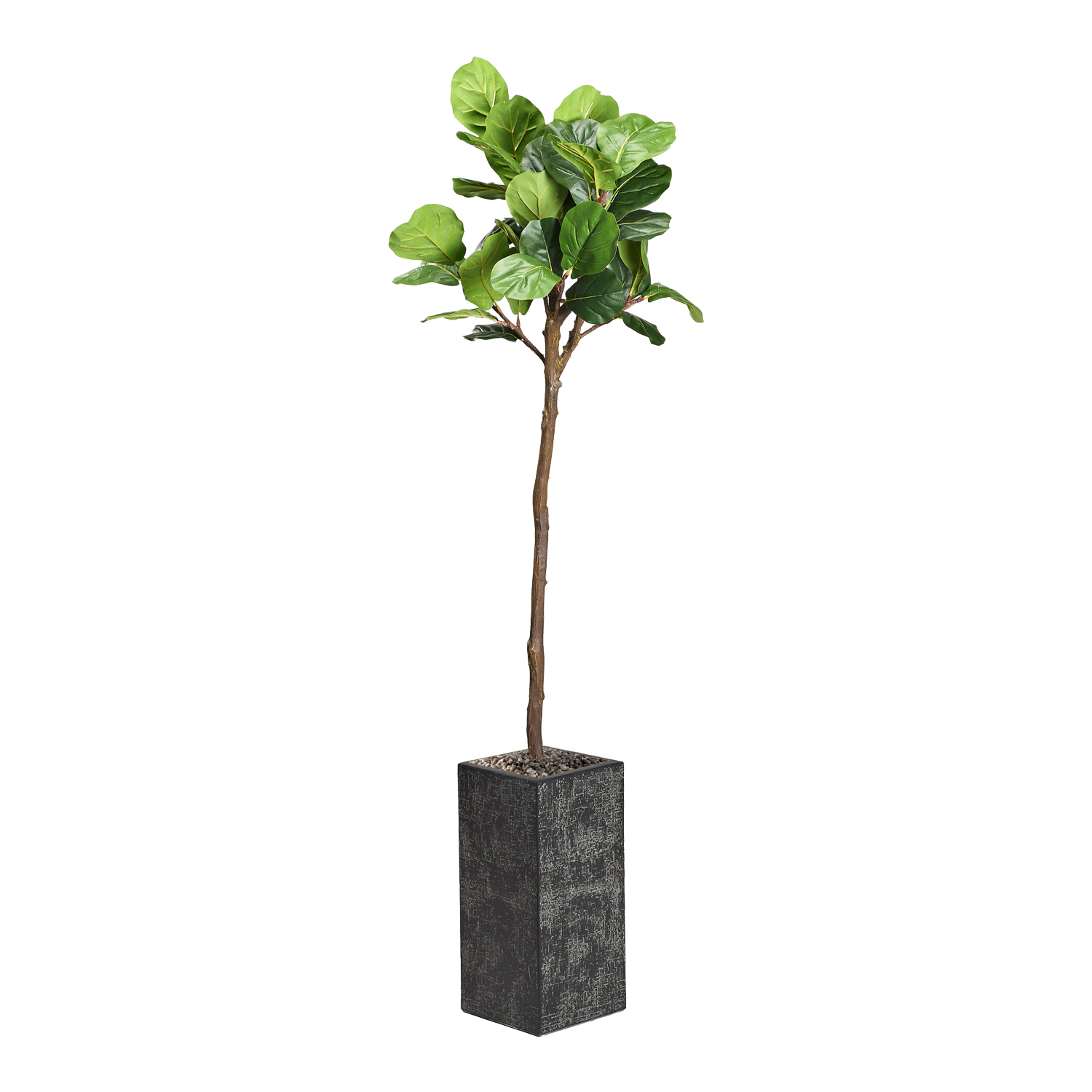 Fiddle Leaf Fig Tree in Everette Planter 6.5' - 321872