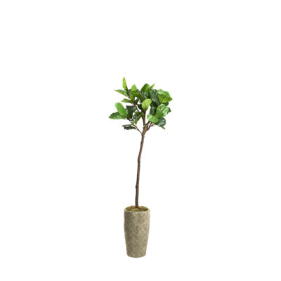 Fiddle Leaf Fig Tree in Plait Planter 6' - 321875