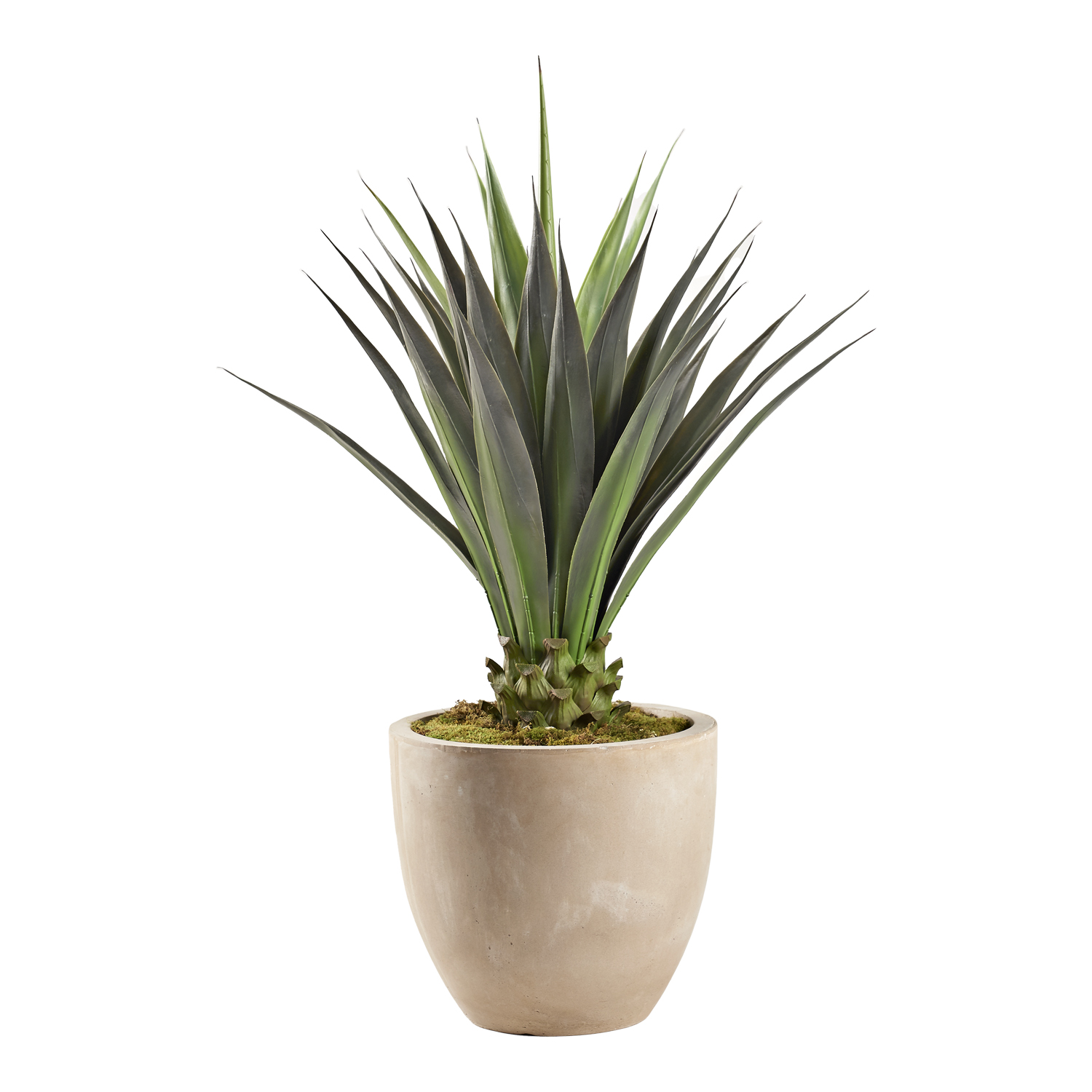 Jumbo Agave in Grove Planter 5.8' - 321894