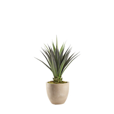 Jumbo Agave in Grove Planter 5.8' - 321894