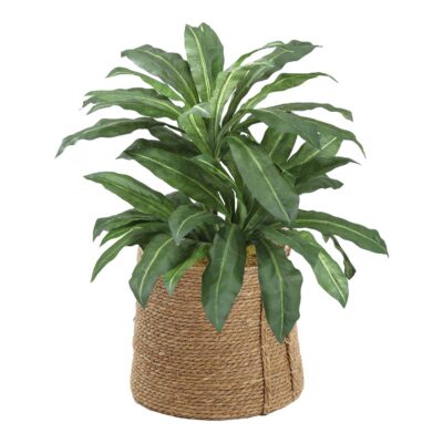 Birdnest Palm in Wyatt Basket - 321958