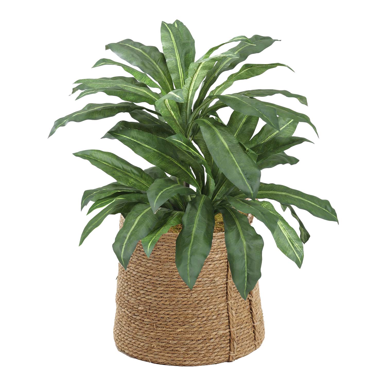 Birdnest Palm in Wyatt Basket - 321958