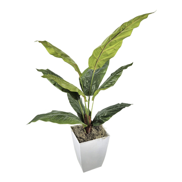 Spath Plant in White Cardinal Planter - 324111