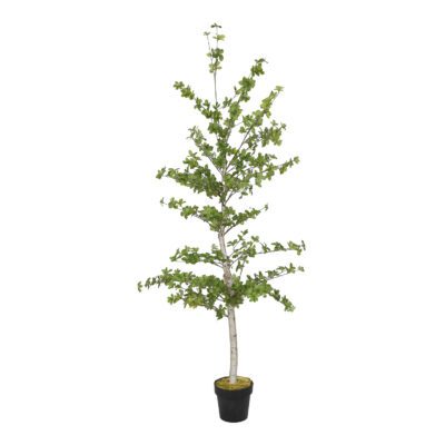 Japanese Quince Tree in Nursery Pot 6' - 324308-NP