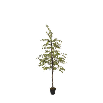 Japanese Quince Tree in Nursery Pot 6' - 324308-NP