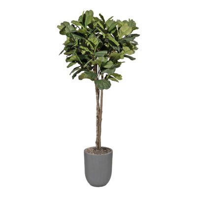 Fiddle Leaf Fig in Sawyer Planter 7' - 325100