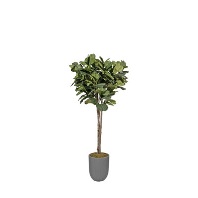 Fiddle Leaf Fig in Sawyer Planter 7' - 325100