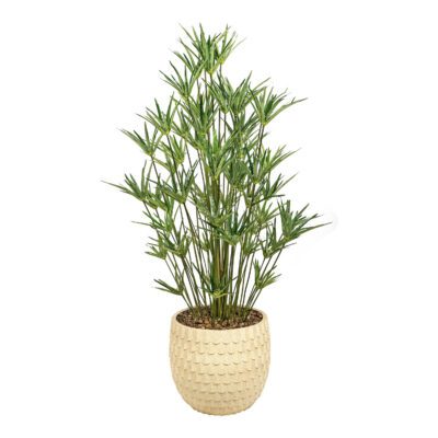 Cyperus in Veranda Planter 4.5' - 325922