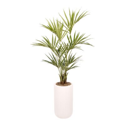 Kentia Palm in Nouveau Planter 7.5' - 693-3096