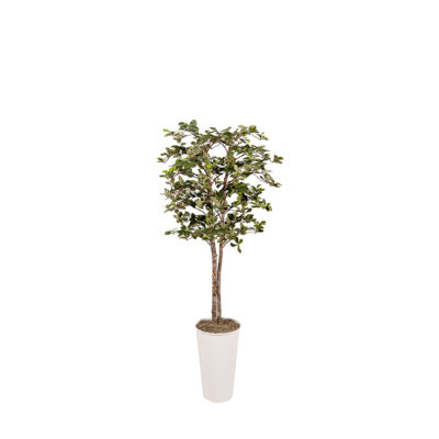 Black Olive in Cheer Planter 6' - 7251000