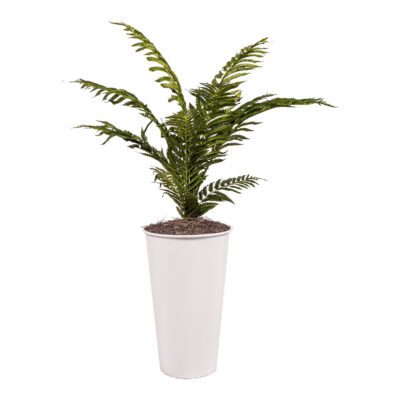 Areca Palm in Cheer Planter 4' - 7251003
