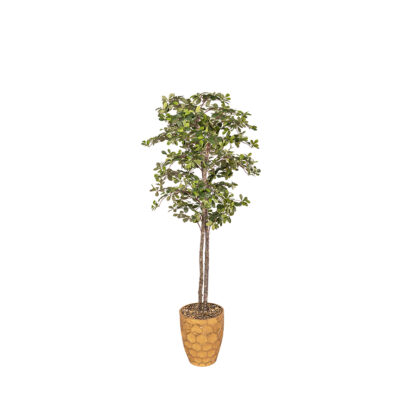 Black Olive in Leonine Planter 7' - 7251004