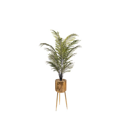 Areca Palm in Regina Planter 7' - 7251005