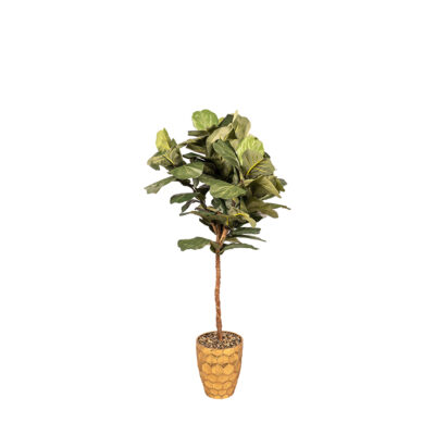 Fiddle Leaf Fig in Leonine Planter 7' - 7251006