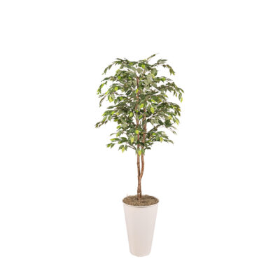 Green Ficus in Large White Cheer Planter 8' - 7251009