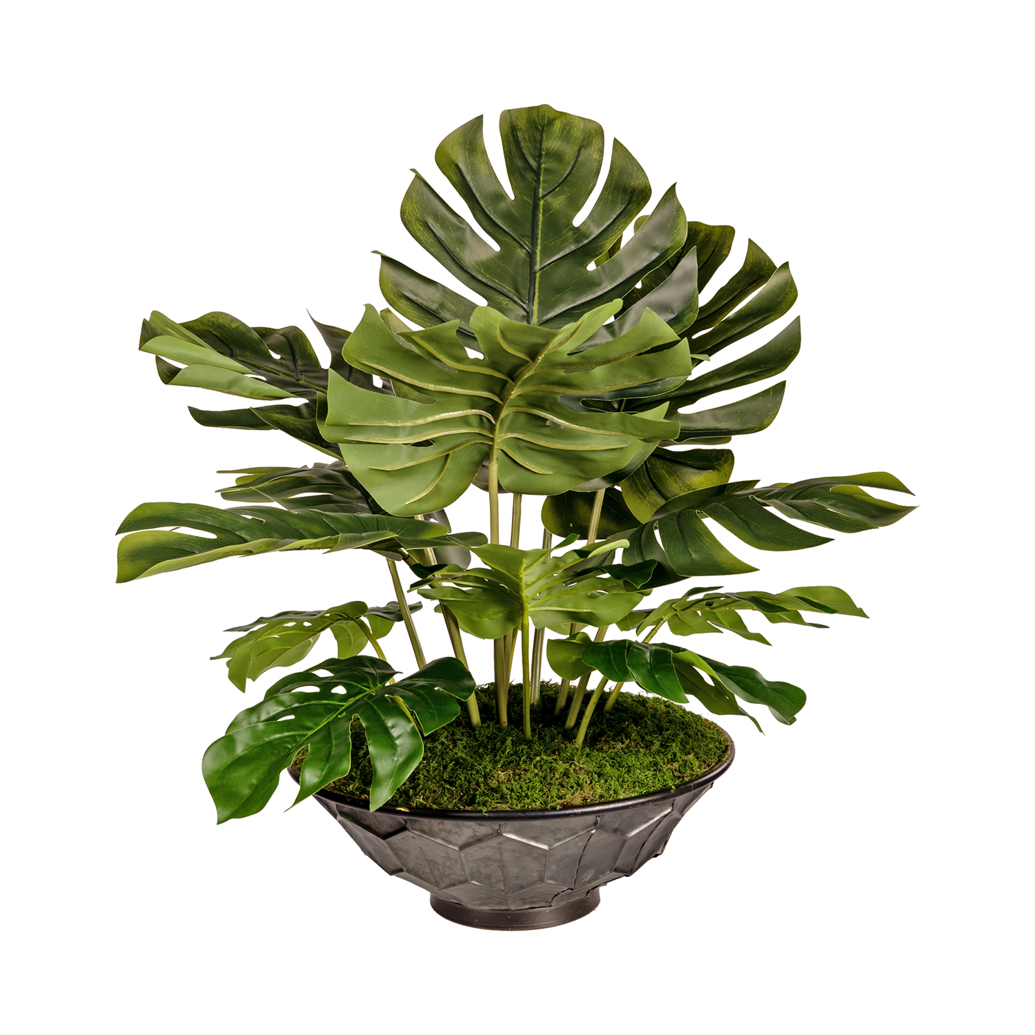 Split Leaf Philo in Vida Planter - 7251020