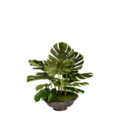 Split Leaf Philo in Vida Planter - 7251020