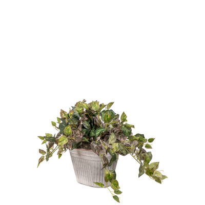 Oxalis Ivy in Large Galvanized Bucket - 7251021