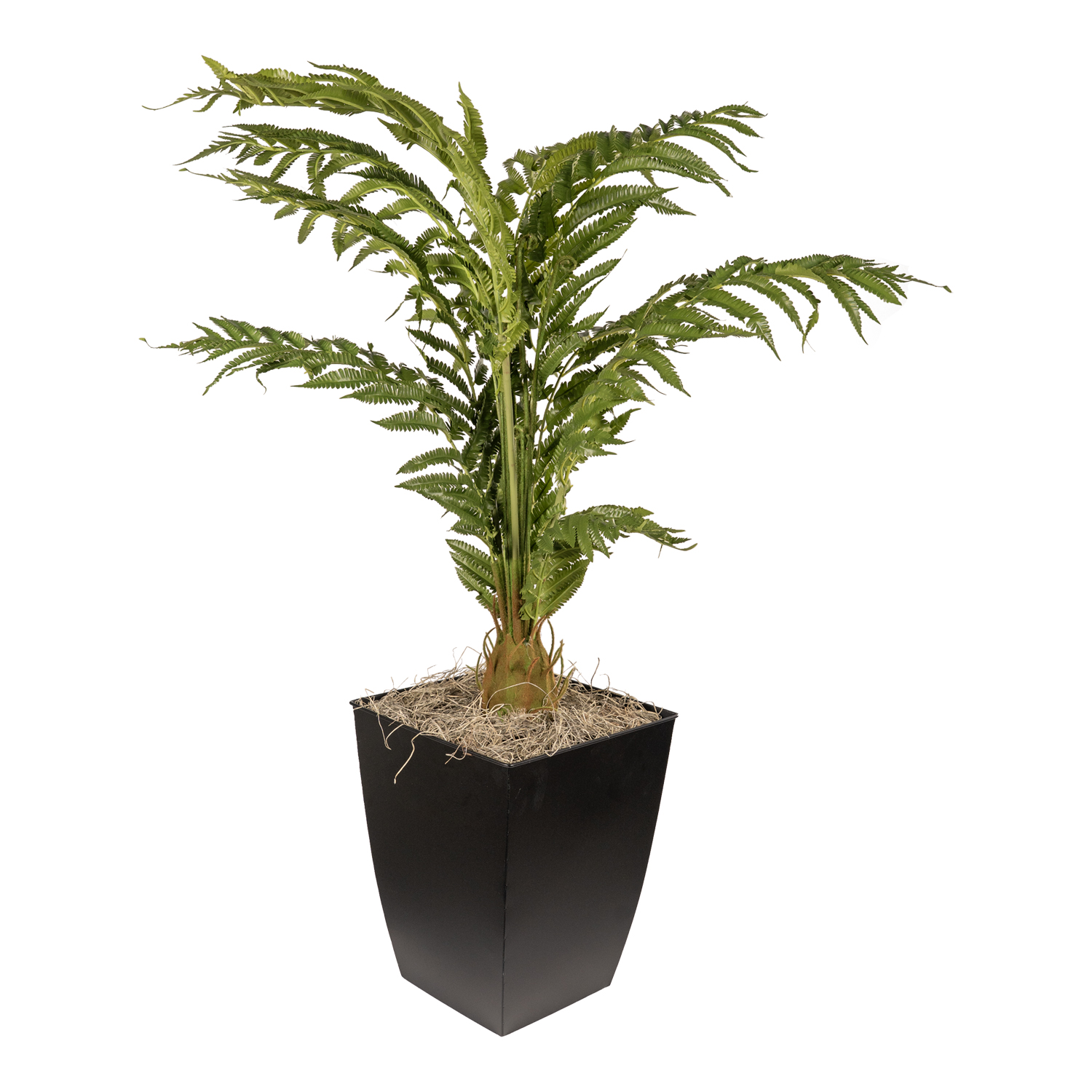 Areca Palm in Cardinal Planter 3.1' - 7251023