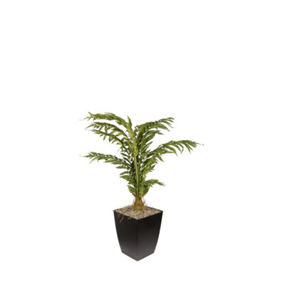 Areca Palm in Cardinal Planter 3.1' - 7251023