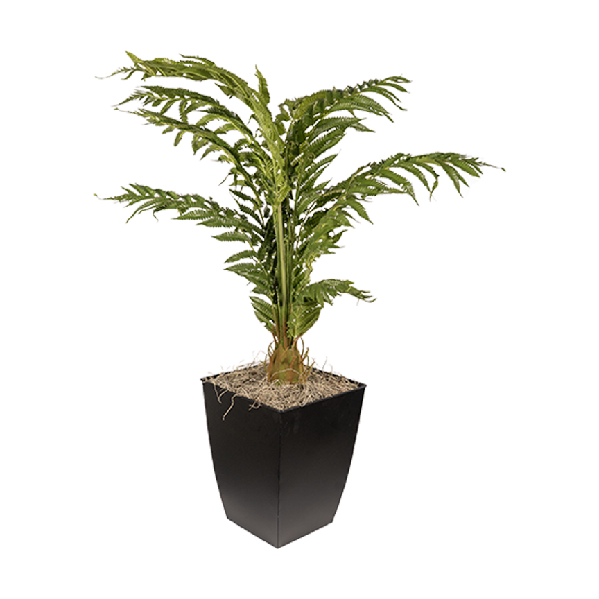 Areca Palm in Cardinal Planter 3.1' - 7251023 - Image 2