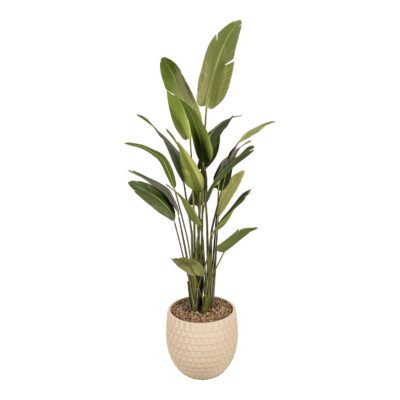 Large Traveler Palm
