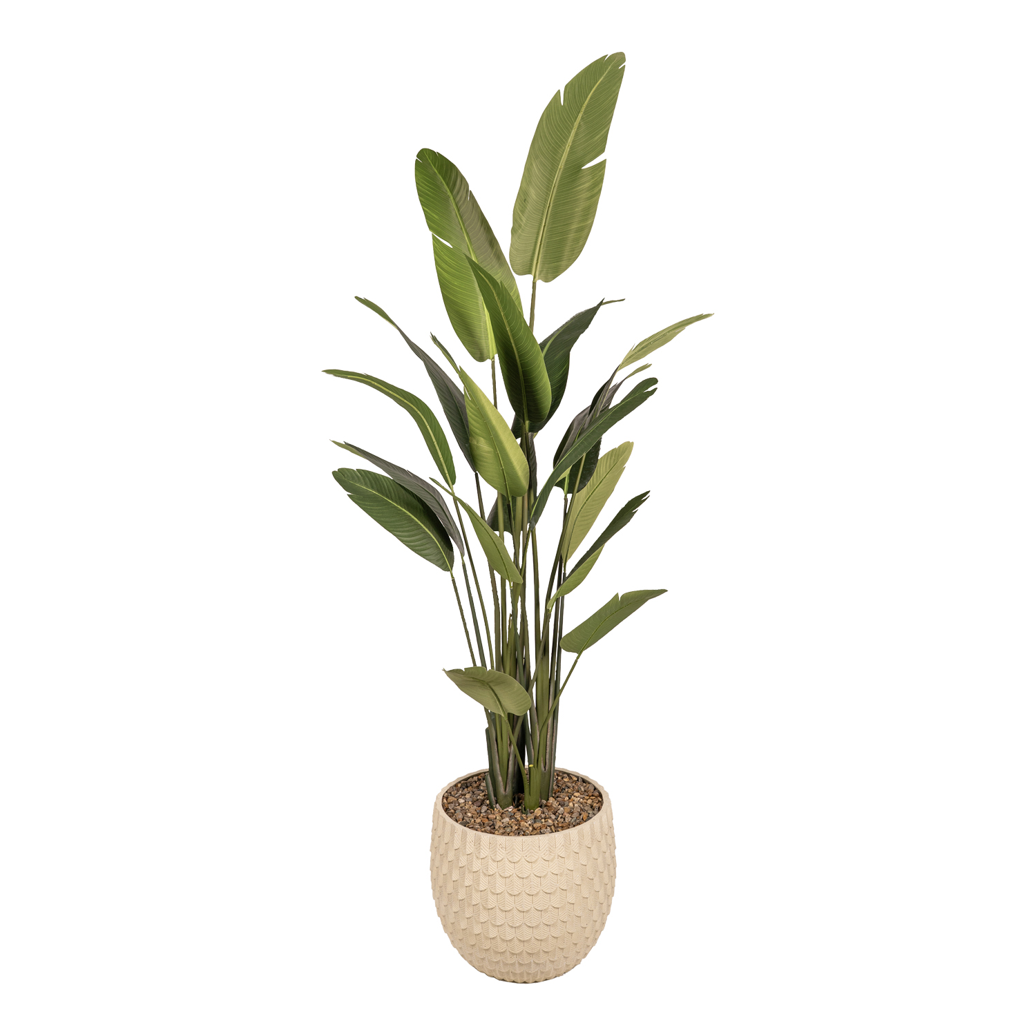 Large Traveler Palm