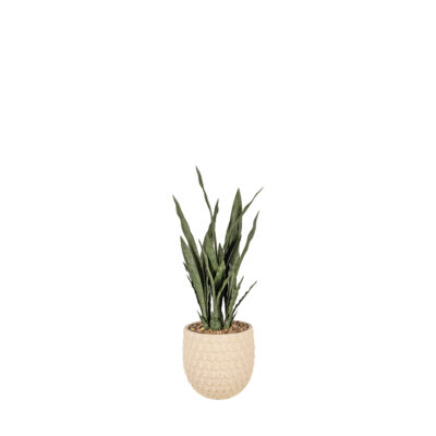 Sansevieria Plant in Veranda Planter - 814-3099