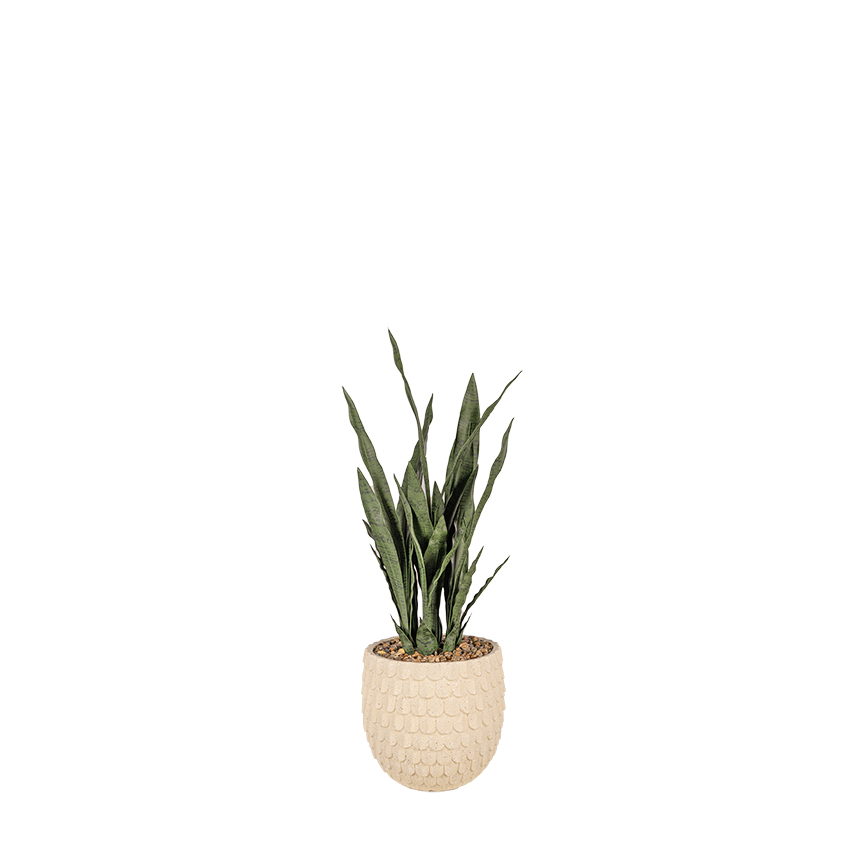Sansevieria Plant in Veranda Planter - 814-3099