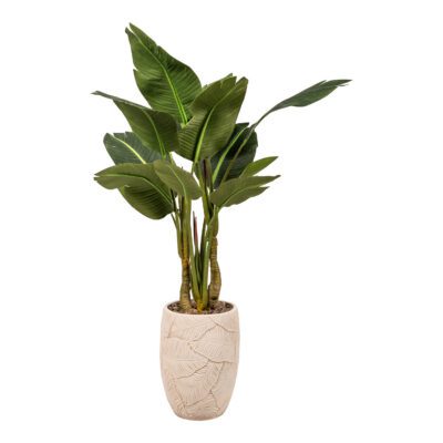 Bird of Paradise in Equatorial Planter 4.5' - 875-3090