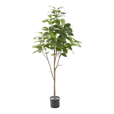 Audrey Ficus in Nursery Pot 6.5' - TL1014