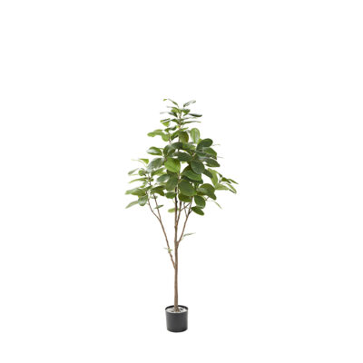 Audrey Ficus in Nursery Pot 6.5' - TL1014