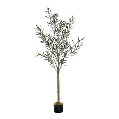 Olive Tree in Nursery Pot 6' - TL1024
