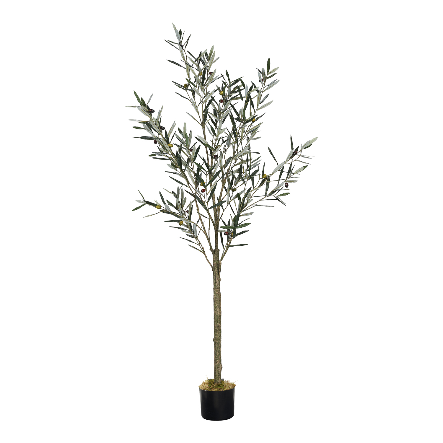 Olive Tree in Nursery Pot 6' - TL1024