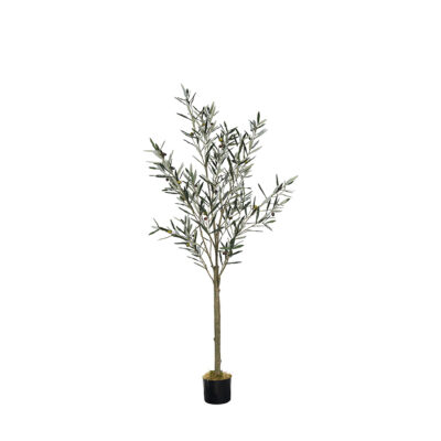 Olive Tree in Nursery Pot - TL1024
