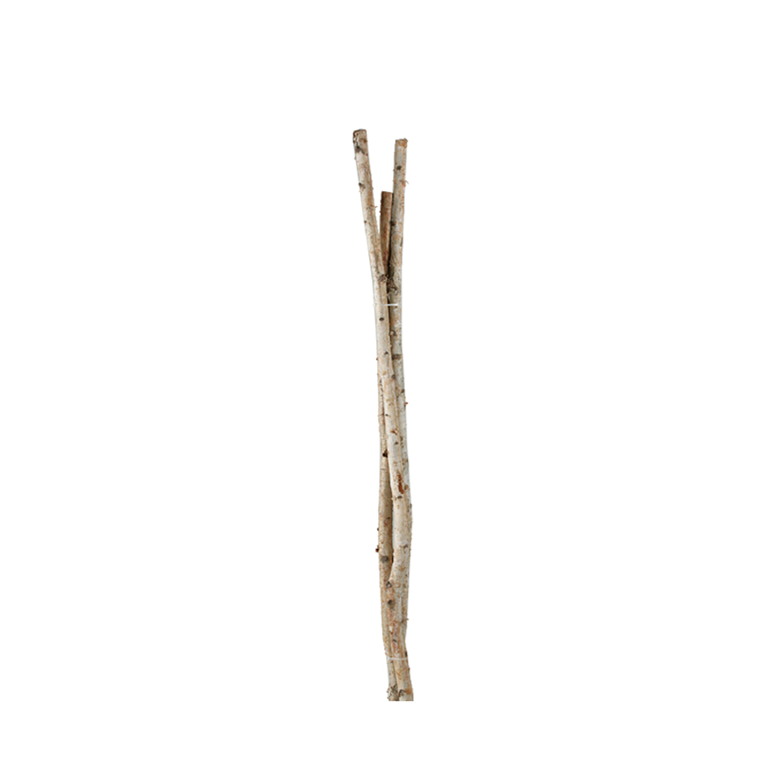 Small Birch Pole - TL860