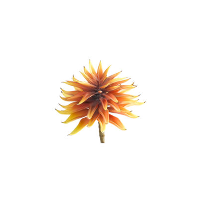 Orange Single Stem Succulent - GR2119