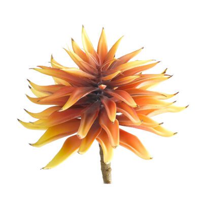 Orange Single Stem Succulent - GR2119